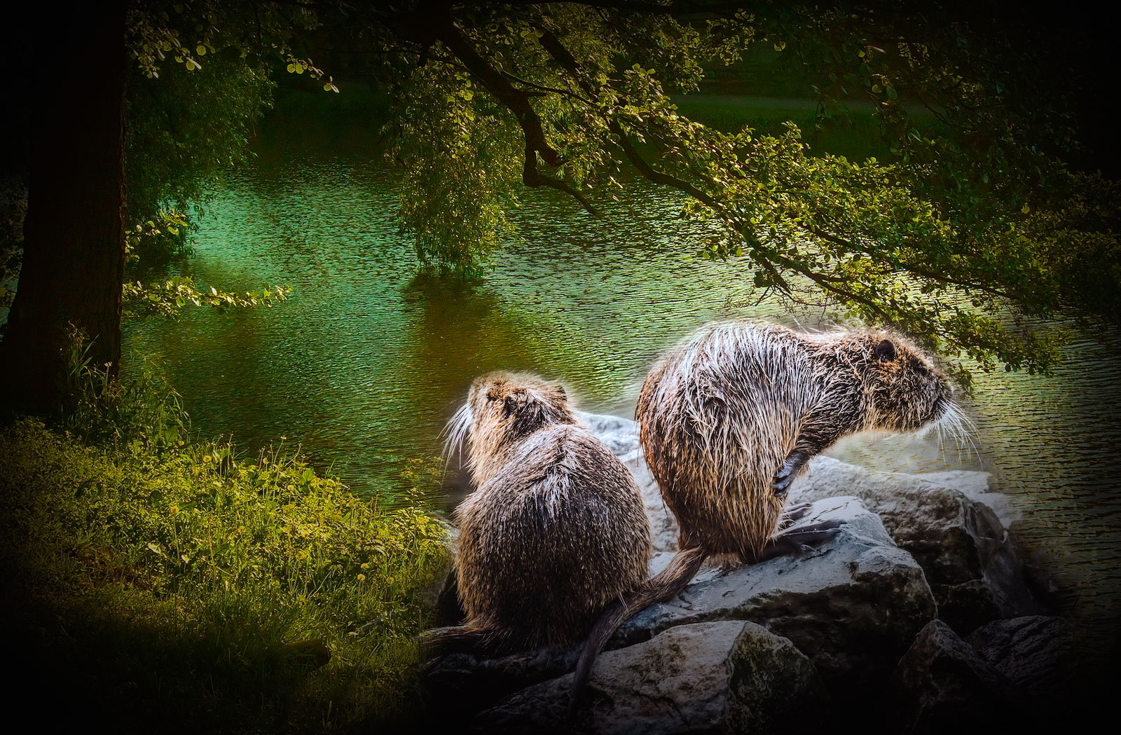 Жизнь бобров в книге: "Злёные страницы".