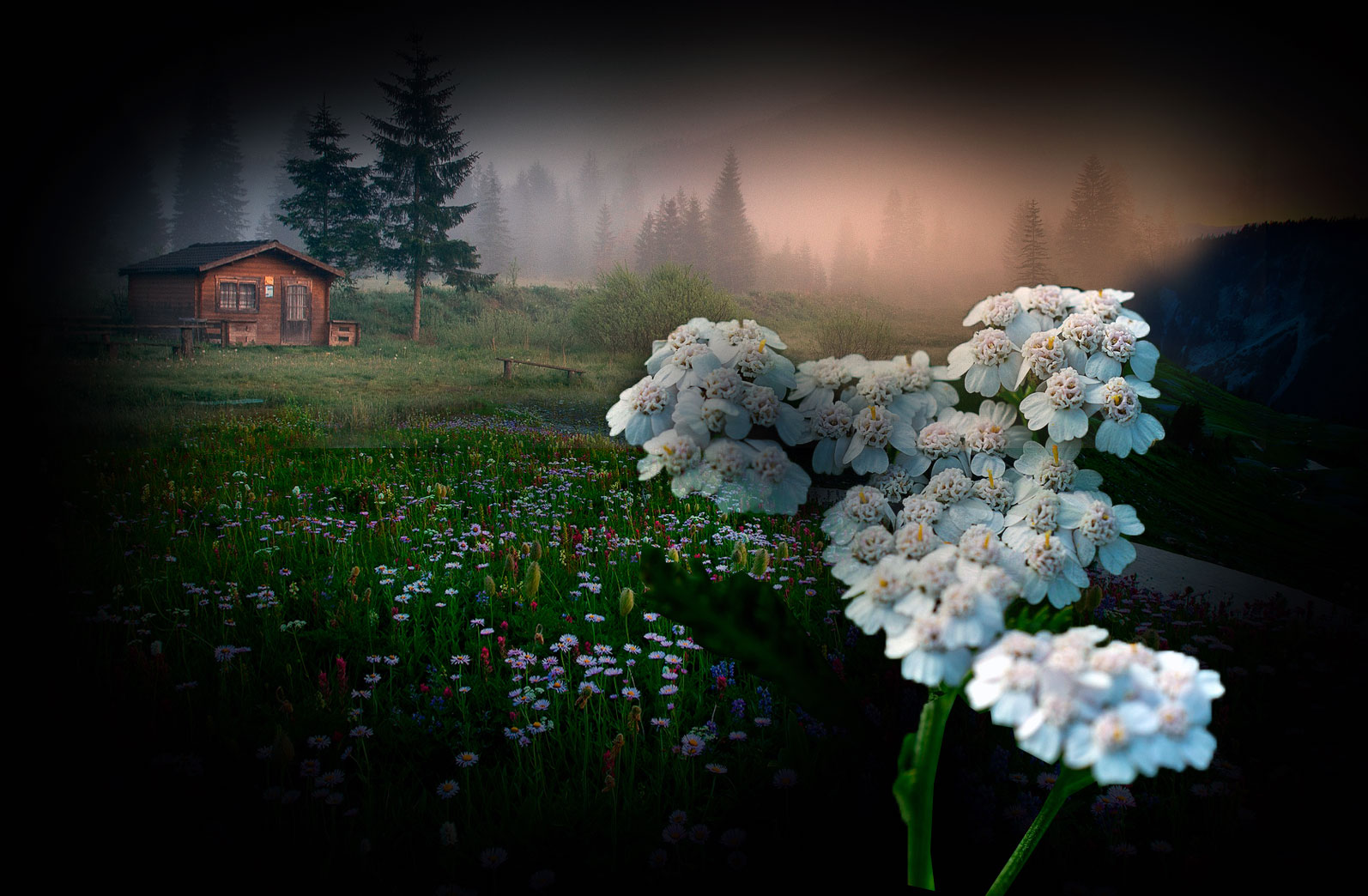 Тысячелистник
