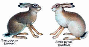 Три основных признака внешнего вида зайца-русака